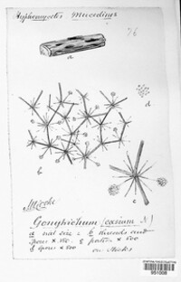 Chloridium caesium image